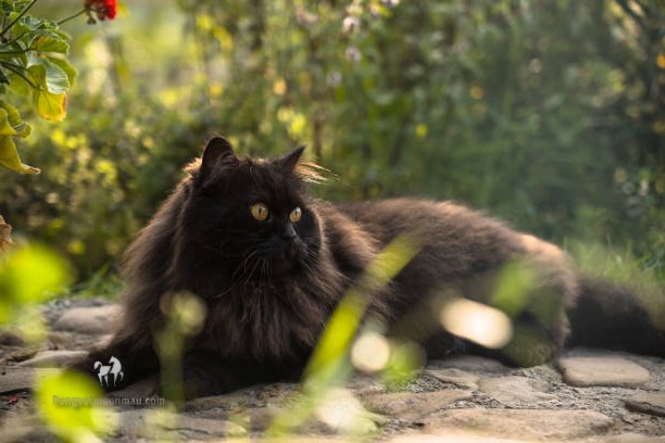Mèo Ba Tư Đen: Tổng Quan, Giá Bán Và Cách Chăm Sóc 3