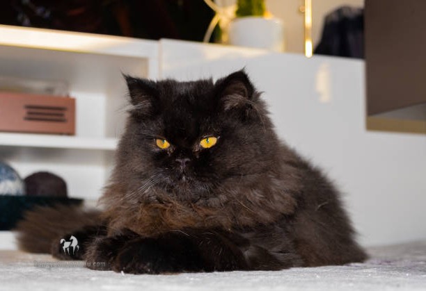 Mèo Ba Tư Đen: Tổng Quan, Giá Bán Và Cách Chăm Sóc 1