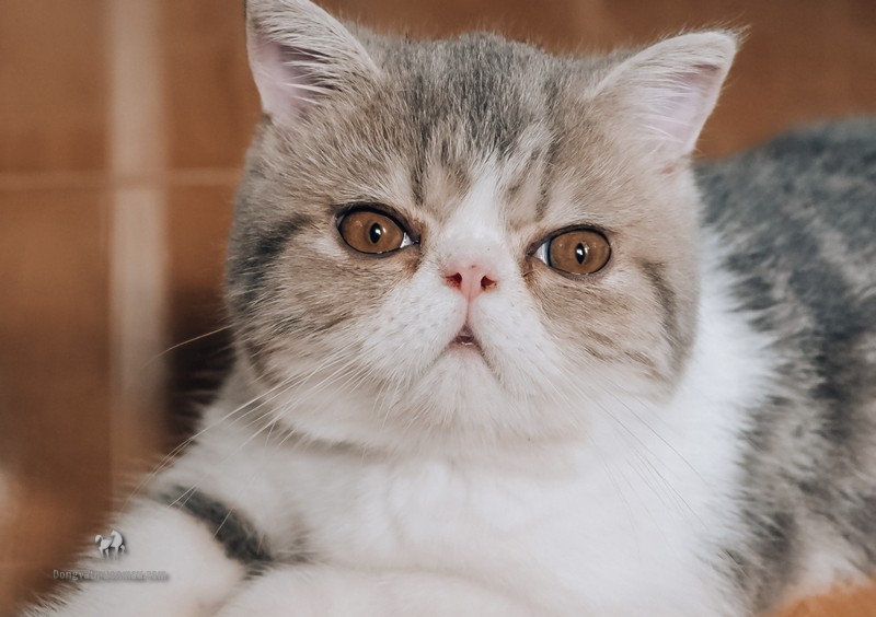 Mèo Ba Tư lai Mèo Ta - Sự kết hợp độc đáo của ngoại hình và tính cách 9