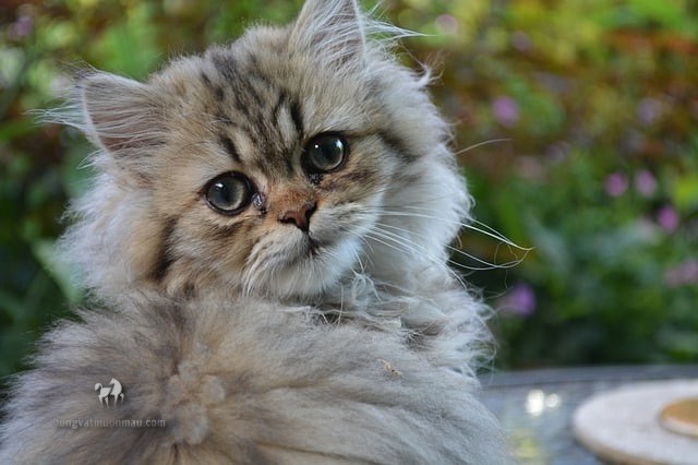 Mèo ba tư lai Anh lông dài: Tổng quan, giá bán, cách chăm sóc 11