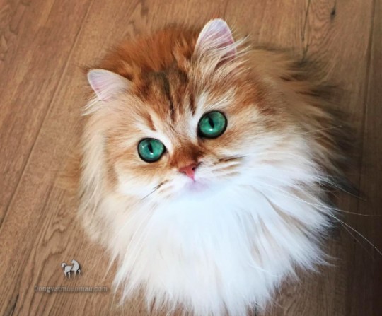 Mèo ba tư lai Anh lông dài: Tổng quan, giá bán, cách chăm sóc 9
