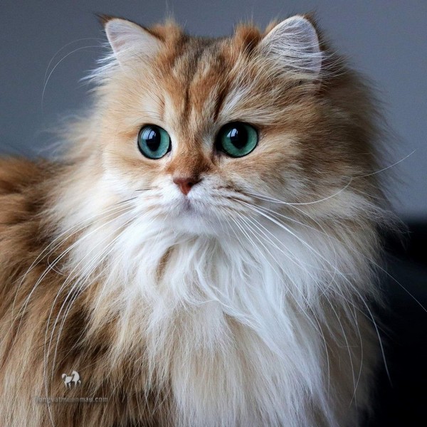Mèo ba tư lai Anh lông dài: Tổng quan, giá bán, cách chăm sóc 7