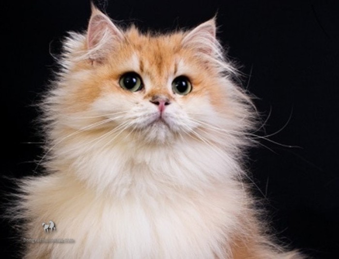 Mèo ba tư lai Anh lông dài: Tổng quan, giá bán, cách chăm sóc 5