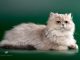 Mèo ba tư lai Anh lông dài: Tổng quan, giá bán, cách chăm sóc 13