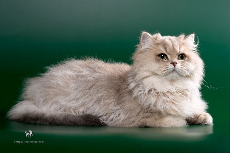Mèo ba tư lai Anh lông dài: Tổng quan, giá bán, cách chăm sóc 3