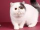 Khám Phá Đặc Điểm Của Mèo Ba Tư Lai Với Mèo Anh Lông Ngắn 9