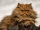 Mèo Ba Tư Lai Với Mèo Nga: Sự Kết Hợp Độc Đáo Giữa Hai Giống Mèo. 11