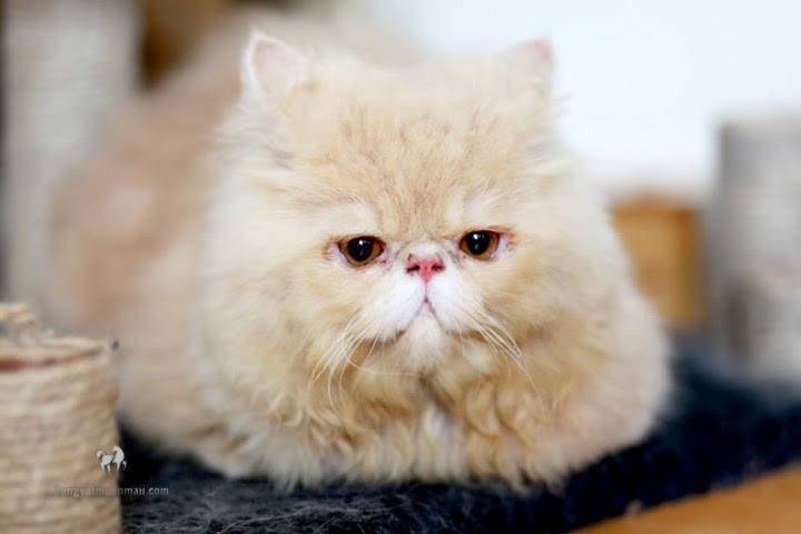Mèo Ba Tư lai Mèo Ta - Sự kết hợp độc đáo của ngoại hình và tính cách 7
