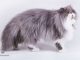 Mèo Ba Tư lai Mèo Ta - Sự kết hợp độc đáo của ngoại hình và tính cách 13