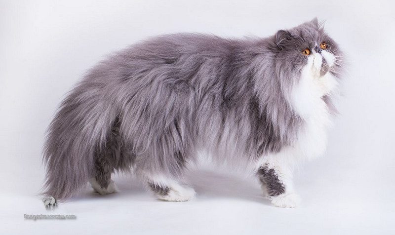 Mèo Ba Tư lai Mèo Ta - Sự kết hợp độc đáo của ngoại hình và tính cách 5