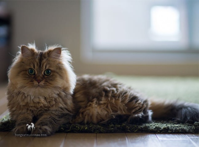 Mèo Ba Tư lai Mèo Ta - Sự kết hợp độc đáo của ngoại hình và tính cách 3