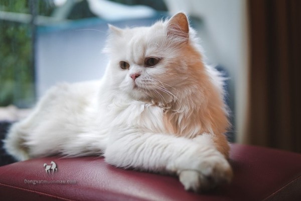 Mèo Ba Tư lai Mèo Ta - Sự kết hợp độc đáo của ngoại hình và tính cách 1