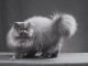 Mèo Ba Tư Lông Dài: Tổng Quan , Giá Bán Và Cách Chăm Sóc 9