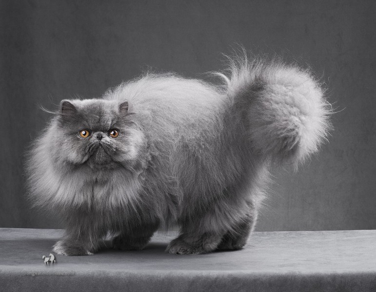 ảnh Mèo Ba Tư Lông Ngắn Tải Xuống Miễn Phí, ảnh mèo ba tư, vật nuôi, lông  ngắn đẹp Trên Lovepik