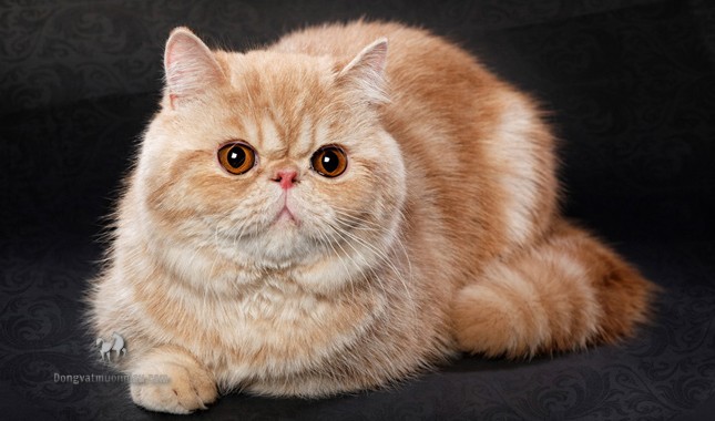 Mèo Ba Tư Lông Ngắn: Tổng Quan, Giá Bán Và Cách Chăm Sóc 5
