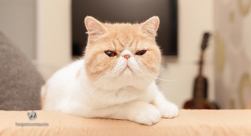 Mèo Ba Tư Lông Ngắn: Tổng Quan, Giá Bán Và Cách Chăm Sóc 7