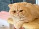 Mèo Ba Tư Lông Ngắn: Tổng Quan, Giá Bán Và Cách Chăm Sóc 7