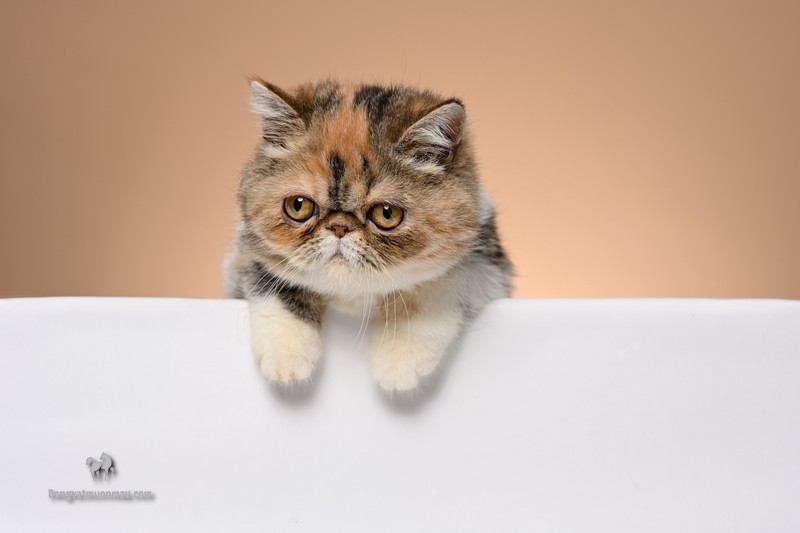 Mèo Ba Tư Lông Ngắn: Tổng Quan, Giá Bán Và Cách Chăm Sóc 11