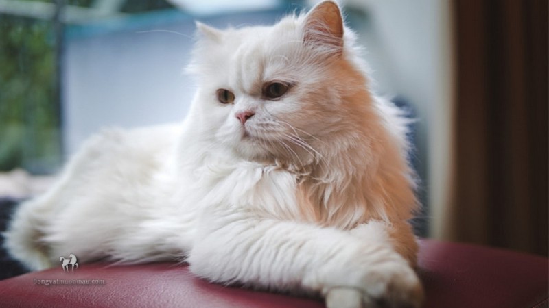 Mèo Ba Tư Mặt Tịt Lông Dài: Tìm Hiểu Về Giống Mèo Độc Đáo Này 7
