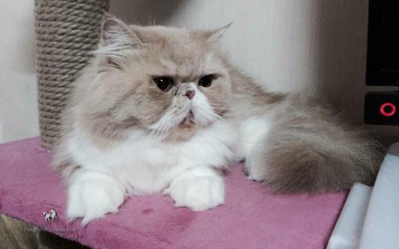 Mèo Ba Tư Mặt Tịt Lông Dài: Tìm Hiểu Về Giống Mèo Độc Đáo Này 9