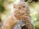 Mèo Ba Tư Vàng: Tất Tần Tật Đặc Điểm Và Giá Bán 15