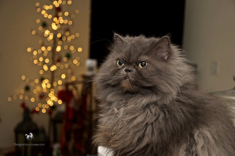 Mèo Ba Tư Xám: Vẻ đẹp quý tộc và sự đáng yêu đầy bí ẩn 13