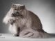 Mèo Ba Tư Xám: Vẻ đẹp quý tộc và sự đáng yêu đầy bí ẩn 13