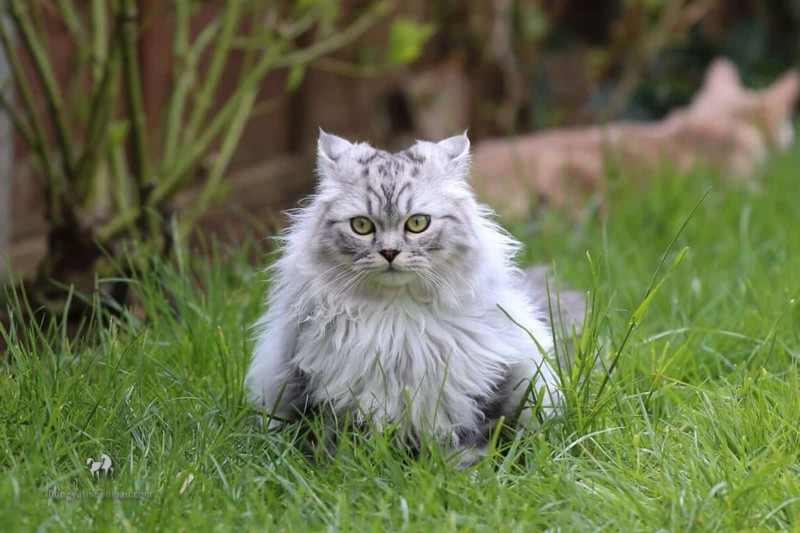 Mèo Ba Tư Xám: Vẻ đẹp quý tộc và sự đáng yêu đầy bí ẩn 7