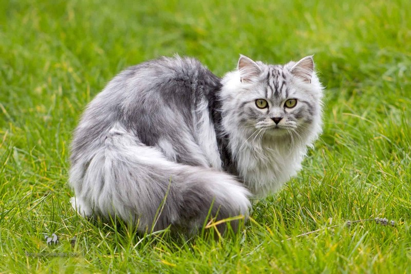 Mèo Ba Tư Xám: Vẻ đẹp quý tộc và sự đáng yêu đầy bí ẩn 11