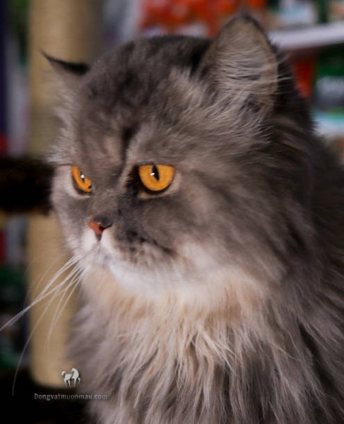 Mèo Ba Tư Xám: Vẻ đẹp quý tộc và sự đáng yêu đầy bí ẩn 1