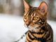 Mèo Bengal Brown: Đặc Điểm Và Cách Chăm Sóc 9
