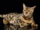Mèo Bengal Cân Nặng Chuẩn Theo Từng Giai Đoạn Tuổi 15