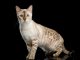 Mèo Bengal màu Snow: Tổng quan, giá bán, cách chăm 21