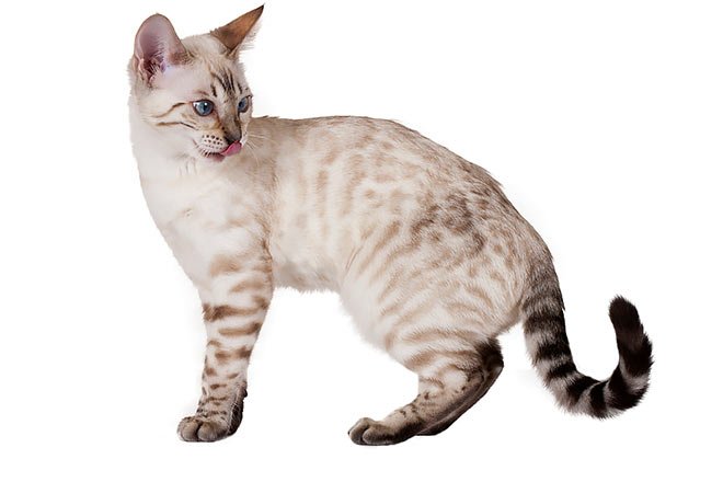 Mèo Bengal Snow Mink : Tổng Quan, Giá Bán Và Cách Chăm Sóc 7