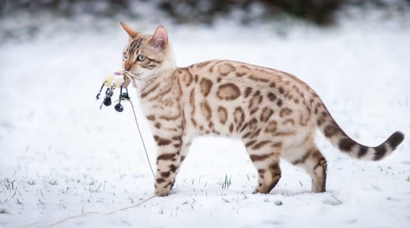 Mèo Bengal Snow Mink : Tổng Quan, Giá Bán Và Cách Chăm Sóc 5