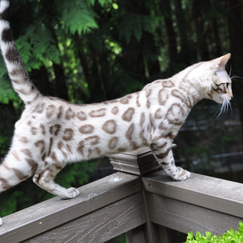 Mèo Bengal Snow Mink : Tổng Quan, Giá Bán Và Cách Chăm Sóc 3