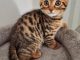 Mèo Bengal Tai Cụp: Tổng Quan, Giá Bán Và Cách Chăm Sóc 7