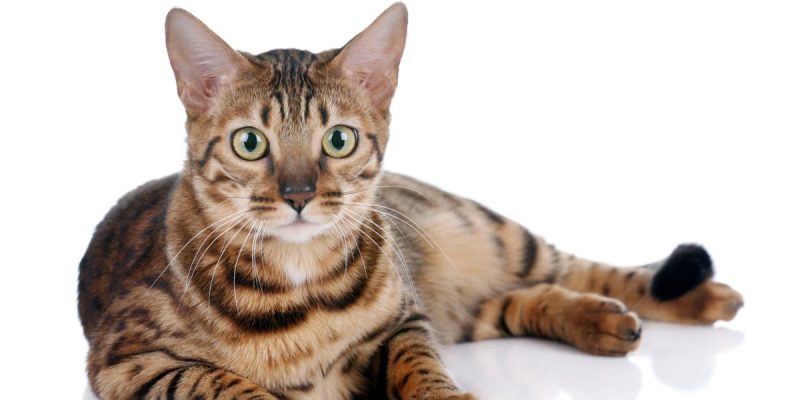 Mèo Bengal Vàng : Tổng Quan, Giá Bán Và Cách Chăm Sóc 3