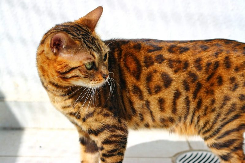 Mèo Bengal Vàng : Tổng Quan, Giá Bán Và Cách Chăm Sóc 1