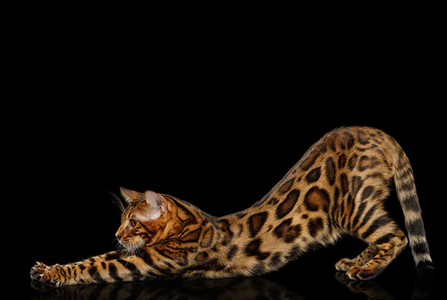 Mèo Bengal Vàng : Tổng Quan, Giá Bán Và Cách Chăm Sóc 11