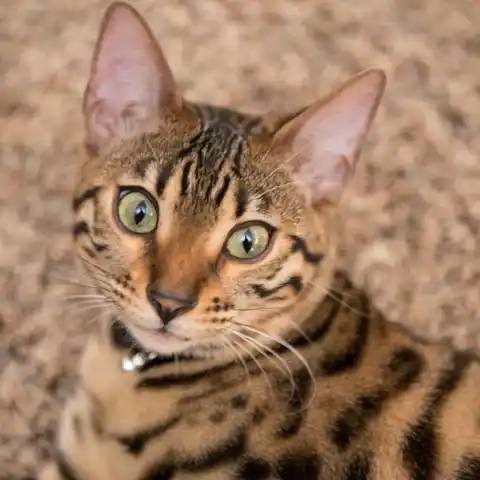 Tuổi thọ của mèo Bengal là bao nhiêu? Cách kéo dài tuổi thọ cho mèo 1