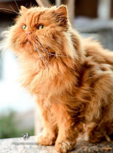 Các Bệnh Thường Gặp Ở Giống Mèo Ba Tư Bạn Cần Biết 5