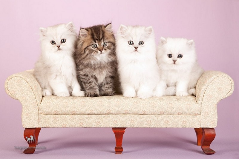 Cách Đặt Tên Hoàn Hảo Cho Mèo Ba Tư 1