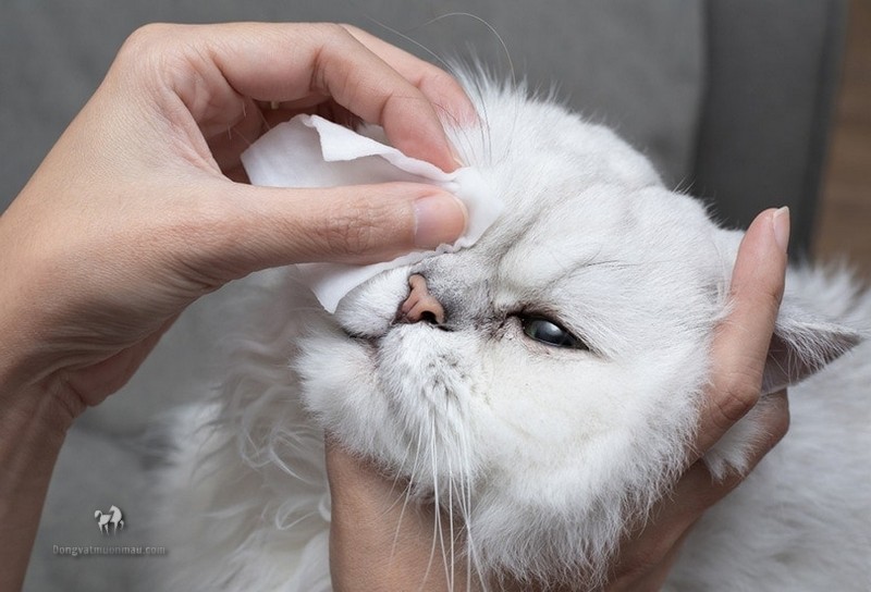 Cách Vệ Sinh Mắt Cho Mèo Ba Tư Sạch Sẽ Và Khỏe Mạnh 1