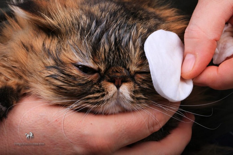 Cách Vệ Sinh Mắt Cho Mèo Ba Tư Sạch Sẽ Và Khỏe Mạnh 5