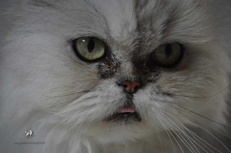 Cách Vệ Sinh Mắt Cho Mèo Ba Tư Sạch Sẽ Và Khỏe Mạnh 7