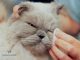 Cách Vệ Sinh Mắt Cho Mèo Ba Tư Sạch Sẽ Và Khỏe Mạnh 11