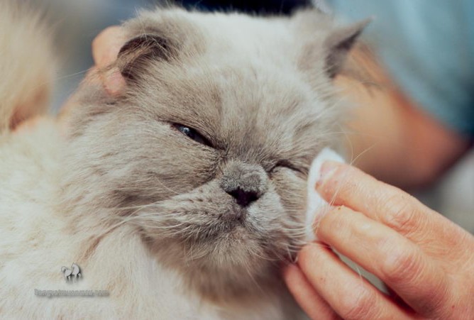 Cách Vệ Sinh Mắt Cho Mèo Ba Tư Sạch Sẽ Và Khỏe Mạnh 11