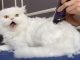 Hướng Dẫn Cơ Bản Về Chăm Sóc Lông Cho Mèo Ba Tư 17