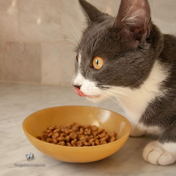 Bật Mí Cách Chọn Hạt Thức Ăn Cho Mèo Ba Tư 1